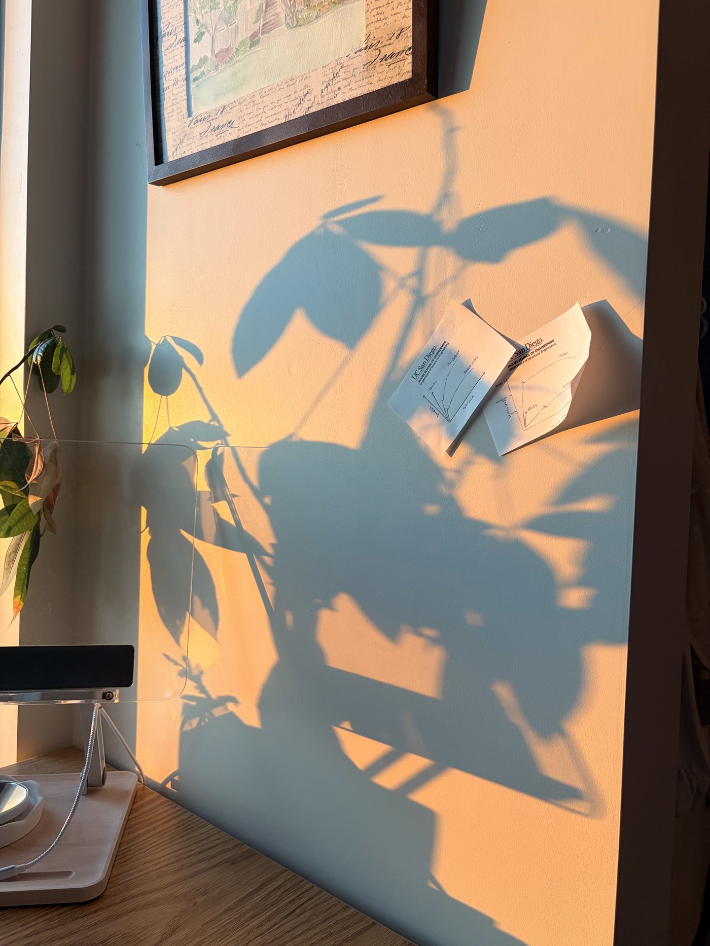 Plant shadows and notes on a sunlit wall